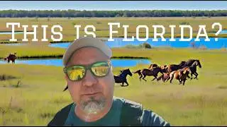 Paynes Prairie Preserve State Park Where Bison and Wild Horses Roam