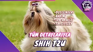 Shih Tzu Köpek Irkı(ÇİN HANEDAN KÖPEĞİ)