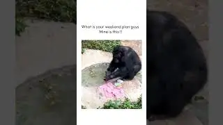 Weekend Plan #memes #funnymemes #funnyvideos #weekendplan #weekendplans #funnyanimals