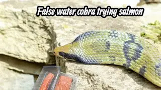 False water cobra VS salmon 