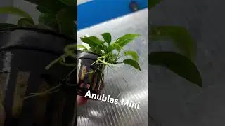 🌿 Anubias Mini &ndash; Easy Low-Light Aquarium Plant