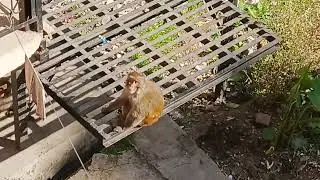 monkeys in shimla | how to.protect from.monkeys  in shimla | wildlife in shimla | 