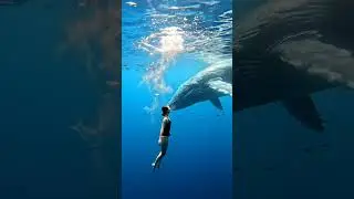 Massive Blue Whale Plays With Swimmer!