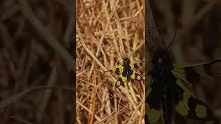 Аскалаф Пёстрый, Libelloides macaronius