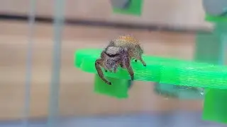 Chill out with a nest build by our female Phidippus Pius Jumping Spider