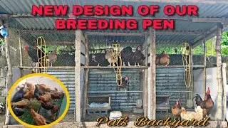 BREEDING PEN DESIGN FOR FREE RANGE CHICKEN | RHODE ISLAND RED BREEDERS | FREE RANGE FARMING
