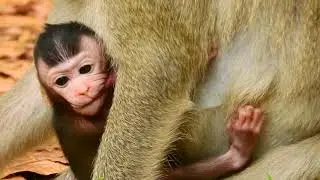 Update baby monkey Janet and Jane monkey