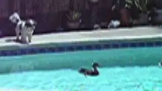 Kevin Pool Scene 1