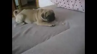 Мопс Мартин и яблоко Martin the pug puppy