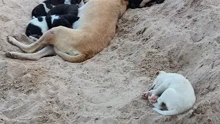 Street dog ko adopt kiya