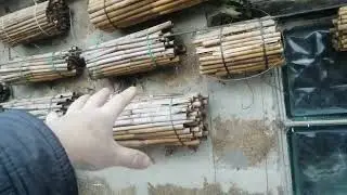Про життя осмій. 