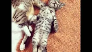 #cat #cats #pets #pet #スコティッシュフォールド #cutecats #animals #catstagram #cutecatsofinstagram #neko #kit