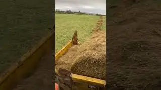 Round bale unroller feeding sheep 