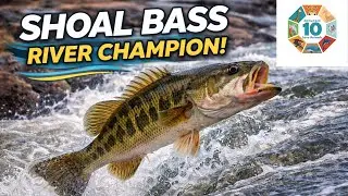 Shoal Bass |The True Fighter of America&rsquo;s Rivers | Freshwater Champion | Zoologic10