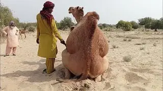 Beautiful camel breeding time😧😧 | الإبل يجتمع وقت القفز بالهجوم