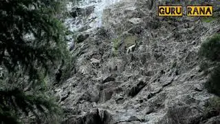Female IBEX with new born baby's...