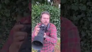 The Struggle of Urban Wildlife Photography #wildlifephotography #wildlife #naturephotography #birds