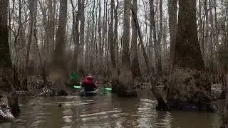 Congaree National Park 1.31.26 with Carolina Outdoor Adventures 