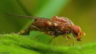 Photos From Big World of Small Creatures. Part 36..