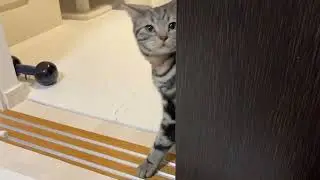 １秒で気が変わる猫
