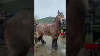 CABALLO PERCHERON