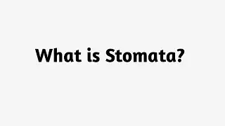 What is Stomata?
