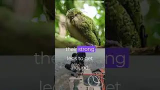 Unveiling the Mysteries of Kākāpō: New Zealand's Endangered Parrot  | BeastBytez