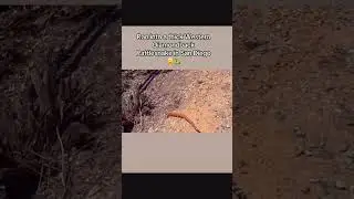 Ran into a thick Western Diamondback Rattlesnake in San Diego 😮🐍