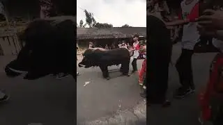 babi ngepet ketangkap