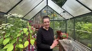 Transplanting a Beautiful Flowering Maple