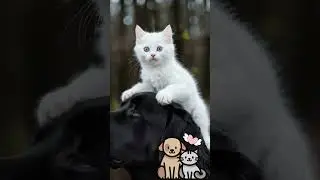 Cute Animal Chaos! Kitten, Lab, Piglet & Hedgehog Fun! 🥰 #animalfriendship
