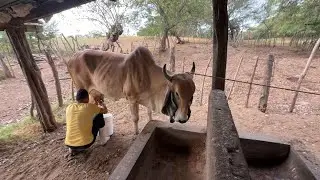 Ordeñando la llamarada mira que mansita es 