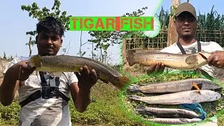 Giant Snakehead Fish Hunting Video New Summer season snakehead fishing #giantsnakehead​ #fishing