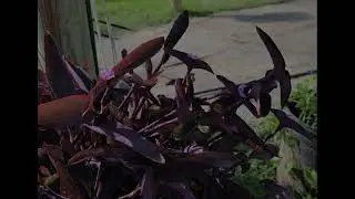 2022 Top 10 Flower