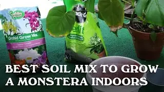 Best Soil Mix to Grow a Monstera Indoors.
