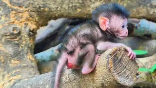 It's really cute, a newborn baby monkey, What is it doing now? 