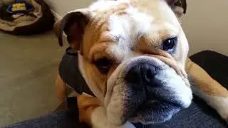 Funny Dogs Talking Like A Person - Cute Pet Compilation 2018 || Funny Animal LOL