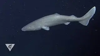 The Pacific Sleeper Shark doesn't want you to sleep through shark week