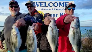 Chesapeake Bay #stripedbass FISHING TOURNAMENT!