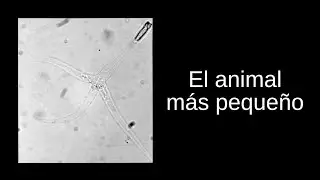 &iquest;Cu&aacute;l es el animal m&aacute;s peque&ntilde;o del mundo? Aqu&iacute; te lo respondo