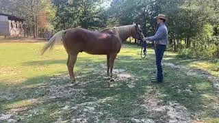 Famous N Fancy MN Youth Ranch Conformation 2024 PAC World Championship