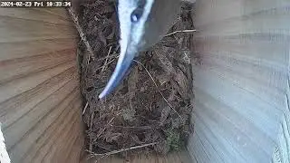 Day 2: Bewick's wren nest box