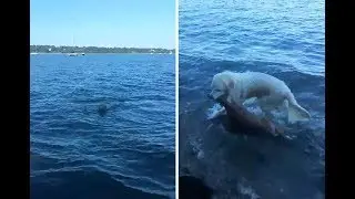 Good Dog Saves A Baby Deer From Drowning