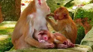 cute baby monkey2023 106