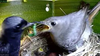 2023 07 14 05 Rotschwanz Nestling frisst Riesenraupe - Redstart nestling eats butterfly caterpillar