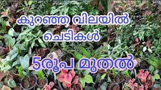 5 രൂപ മുതൽ ചെടികൾ /ചെടികൾ വിറ്റ് കാലിയാക്കുന്നു 