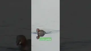 Little grebe catch insect grebe catch #naturecatch insect #bird  grebe #birdlife