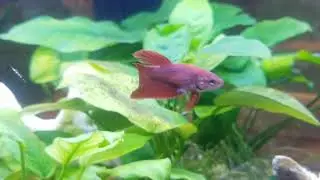 Top Fin Astonish 6 gallon corner aquarium review