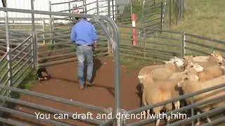CSC Working Stock Dog Auction 2025 Peterson Jamie