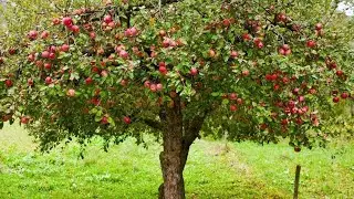 Over 500 Different Types Fruit Trees 🌴all in one location!!! | Fruit & Spice Park